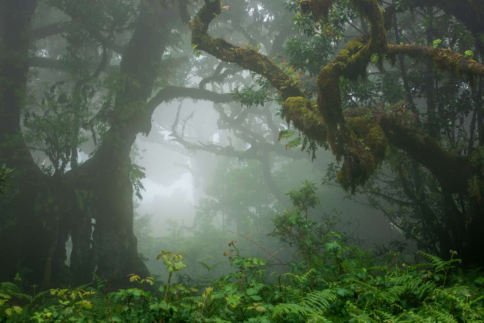 Old laurel trees in the fog of the Fanal forest