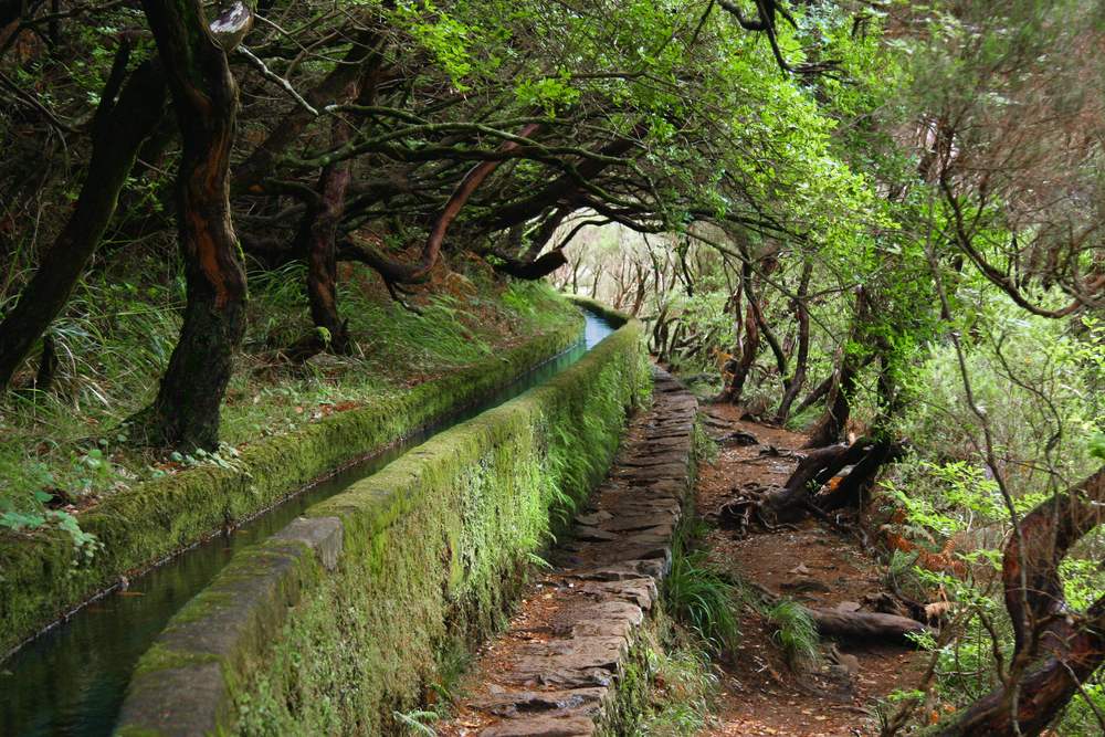 A mossy levada channel beside a stone path, under a tunnel of twisted trees
