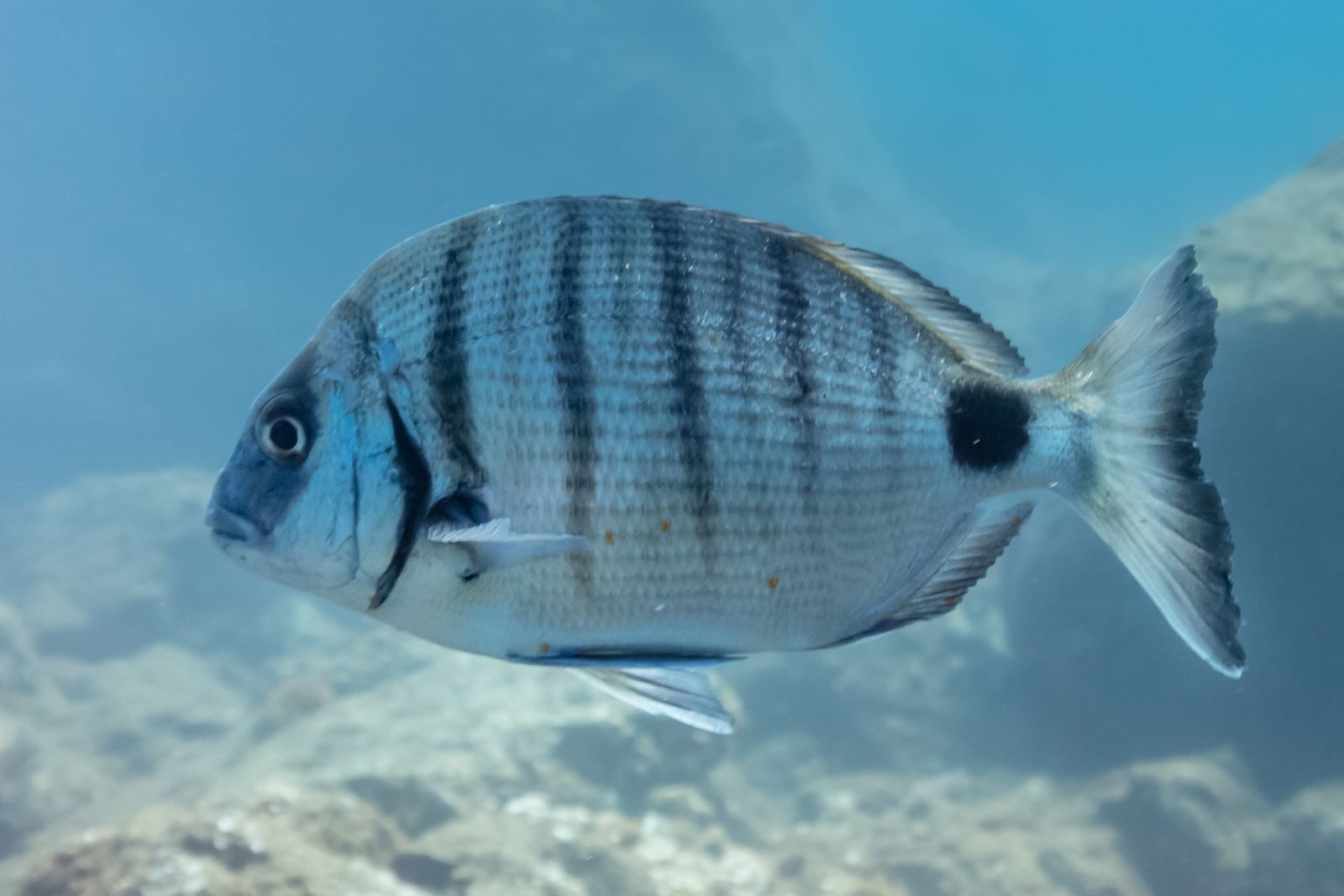 A white seabream swimming over rocks in clear blue water off Madeira